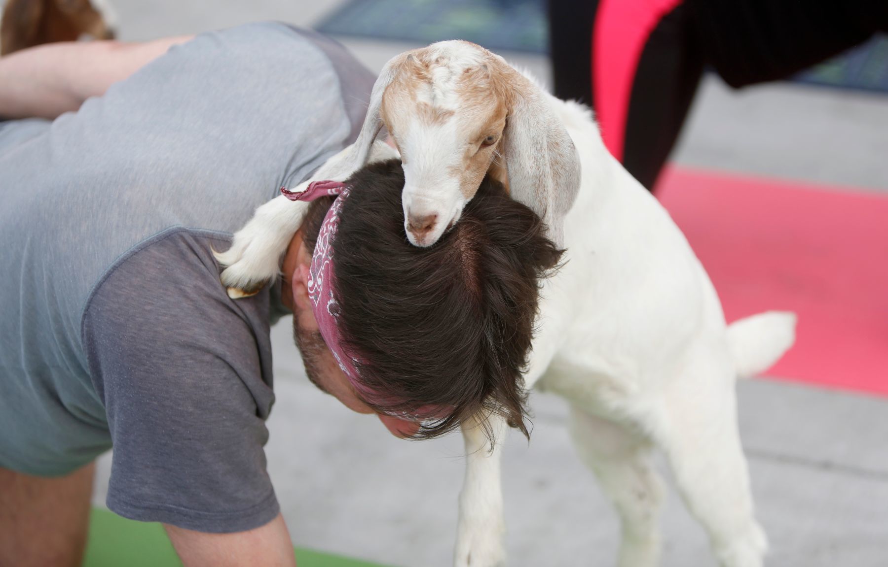 Goat Yoga comes to Billings